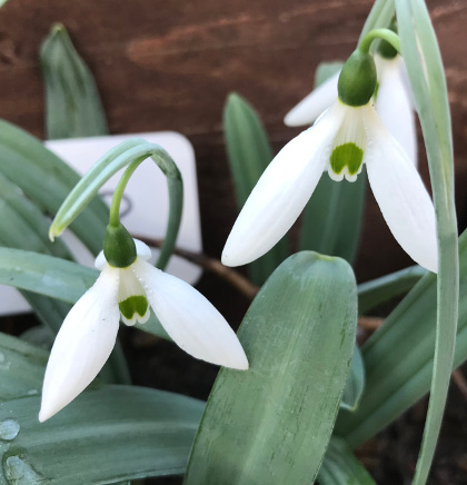 Galanthus 'Pyramid'